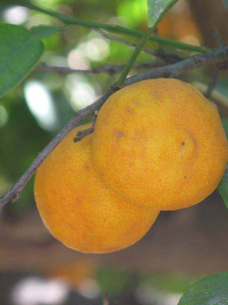            Fruit (Riverside, CA)   